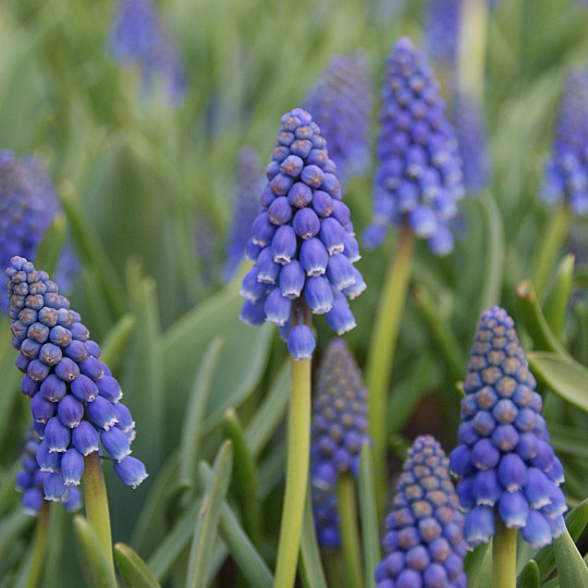 Blue Magic