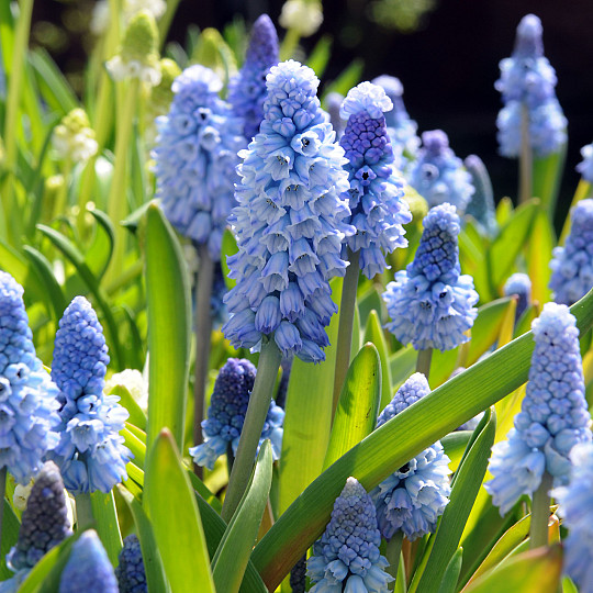 Azureum
