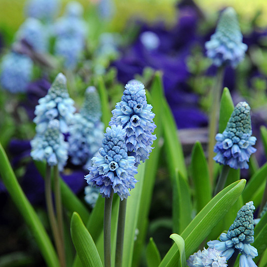 Azureum