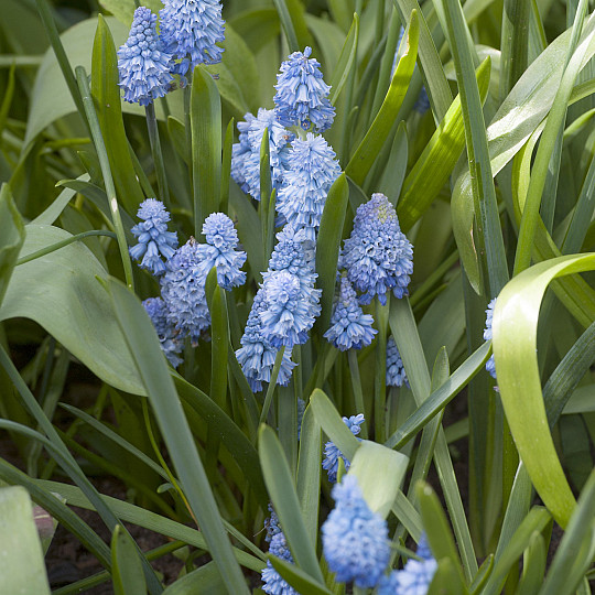 Azureum
