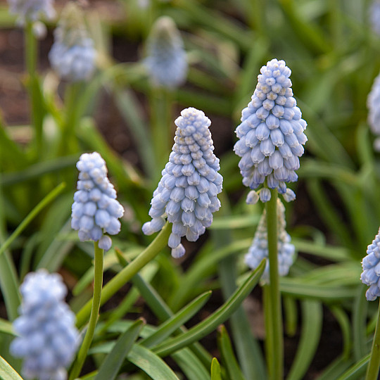 Baby's Breath