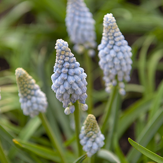 Baby's Breath