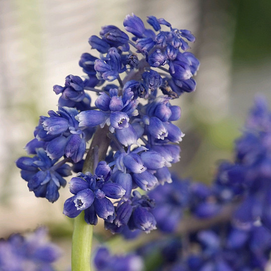 Blue Spike