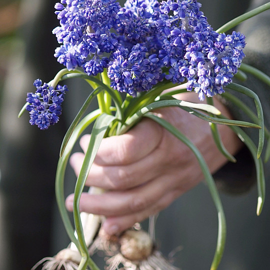 Blue Spike