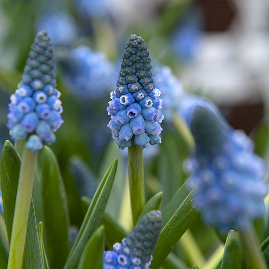 Carola®
