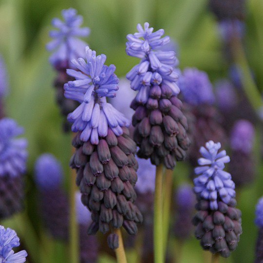 Latifolium