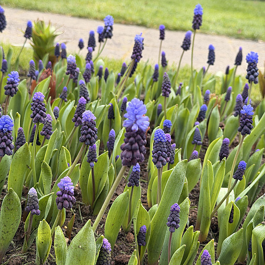 Latifolium