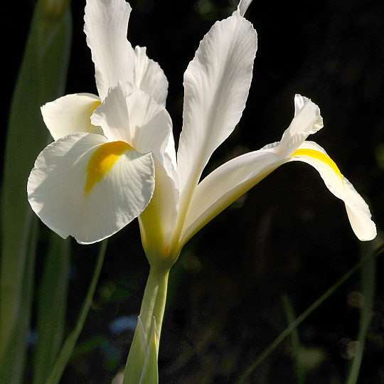 White Magic