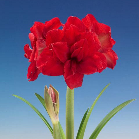 Amarantia ®