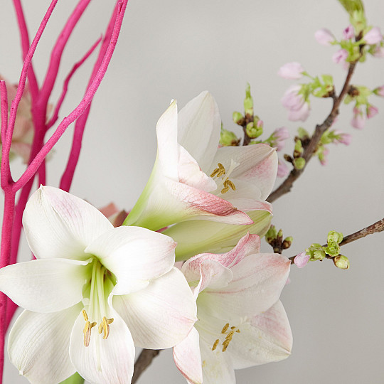 Apple Blossom