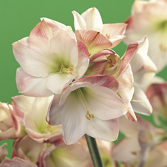 Apple Blossom