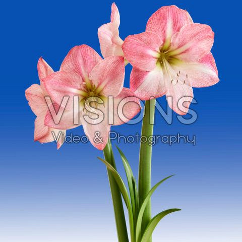 Blossom Grandise ®