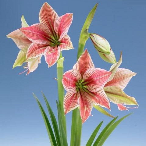 Exotic Star ®