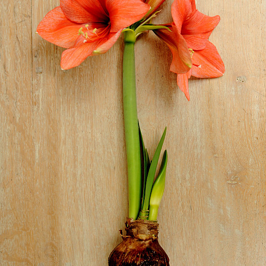 Orange Souvereign