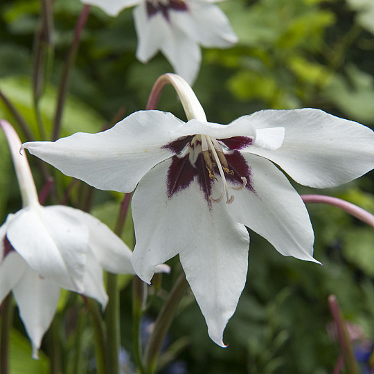 Murielae