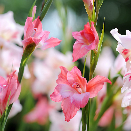 Charming Beauty®