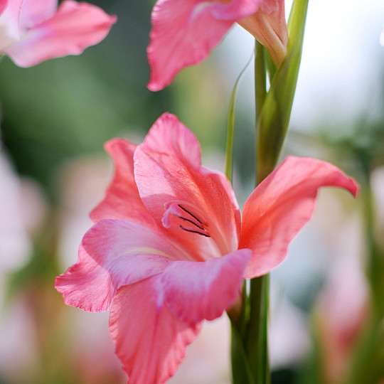 Charming Beauty®