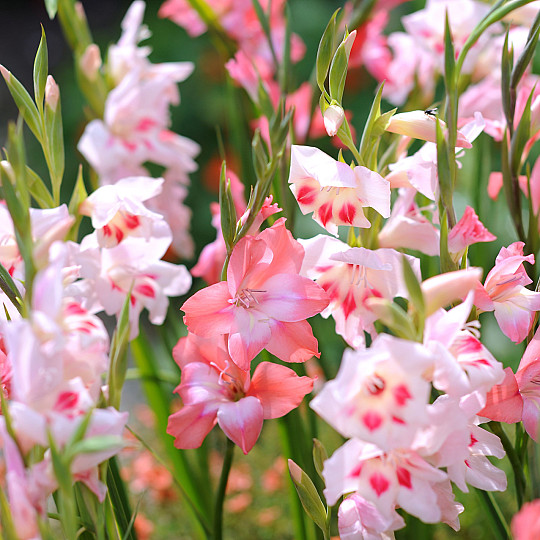 Charming Beauty®