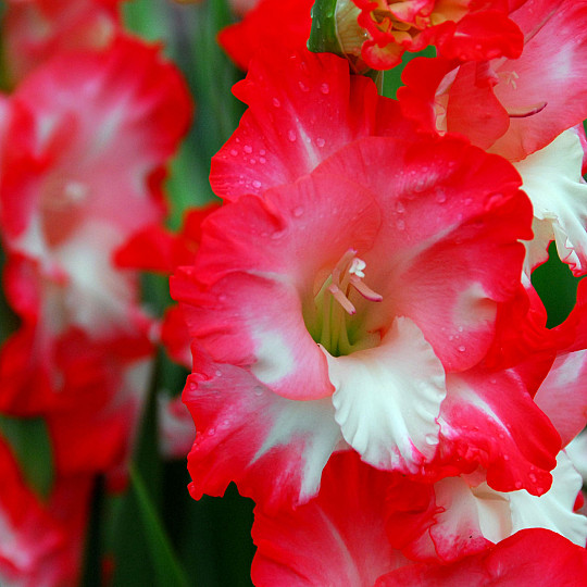 Pink Lady