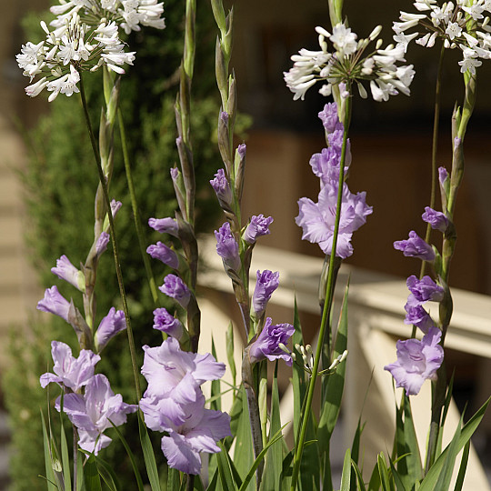 Purple Flora