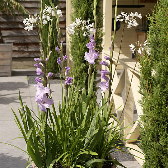 Purple Flora