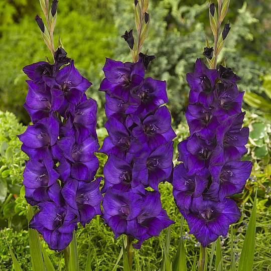 Purple Flora