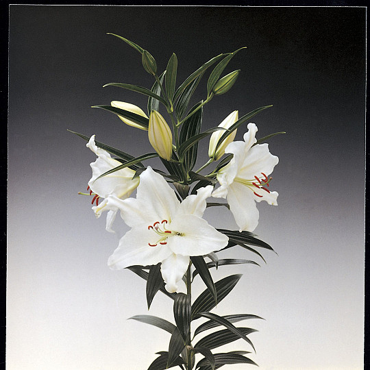Crystal Blanca