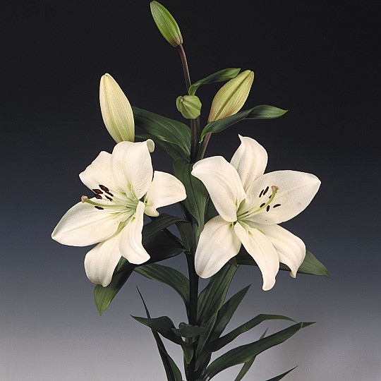 Litouwen
