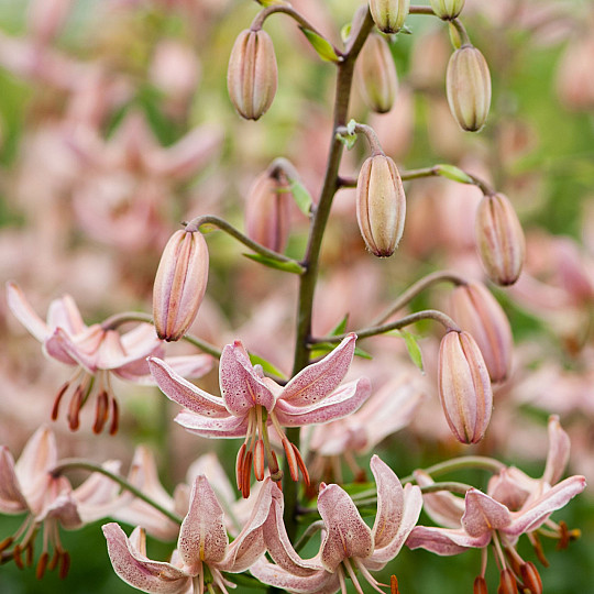 Pink Morning