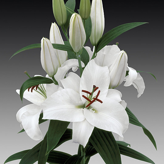 White Charm