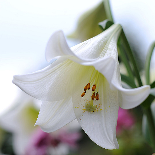 White Heaven