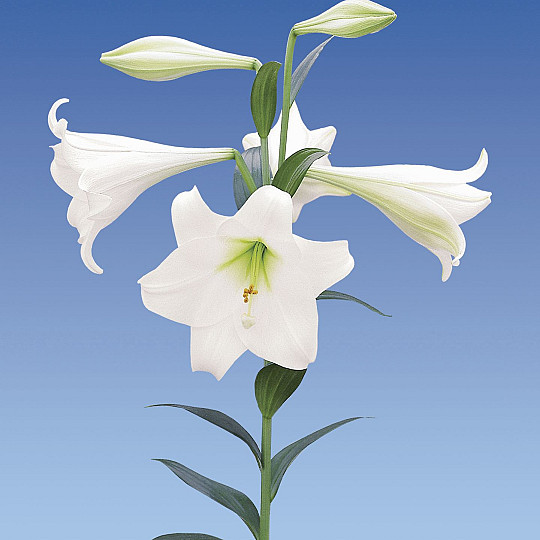 White Heaven