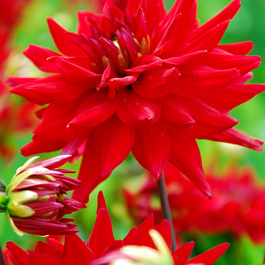 Red Pygmy