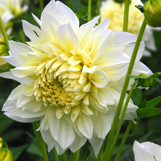 White Perfection