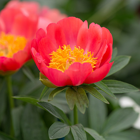 Coral Gold