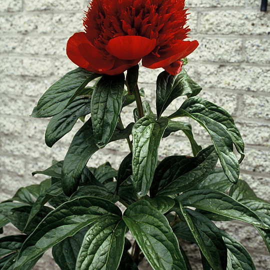 Red Charm