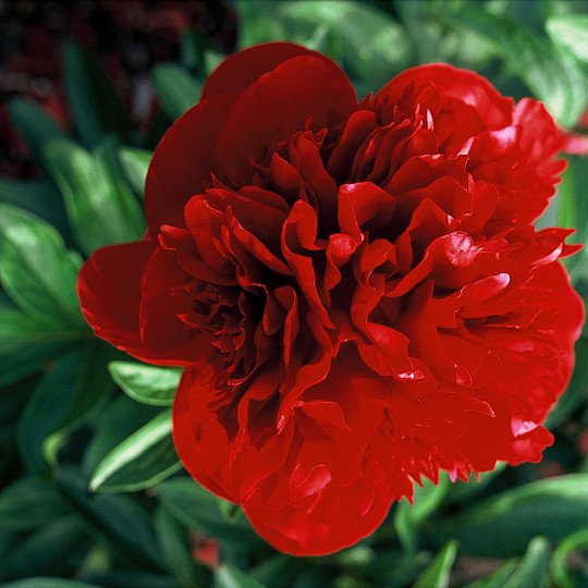 Red Charm