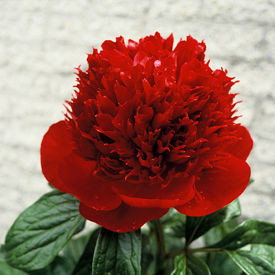 Red Charm