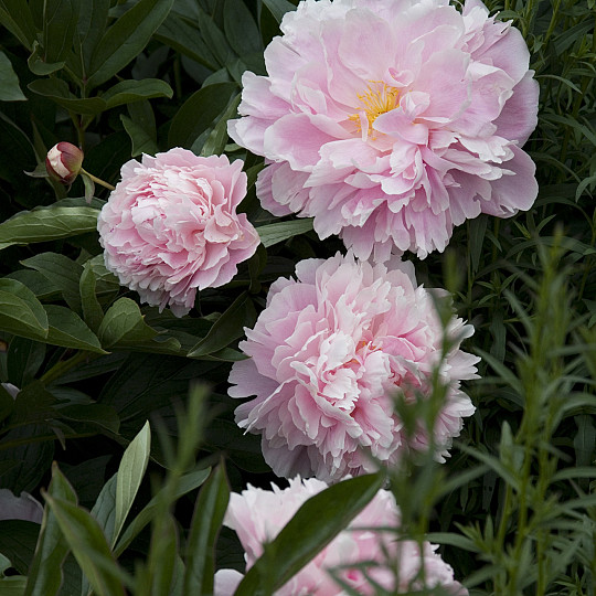 Sarah Bernhardt