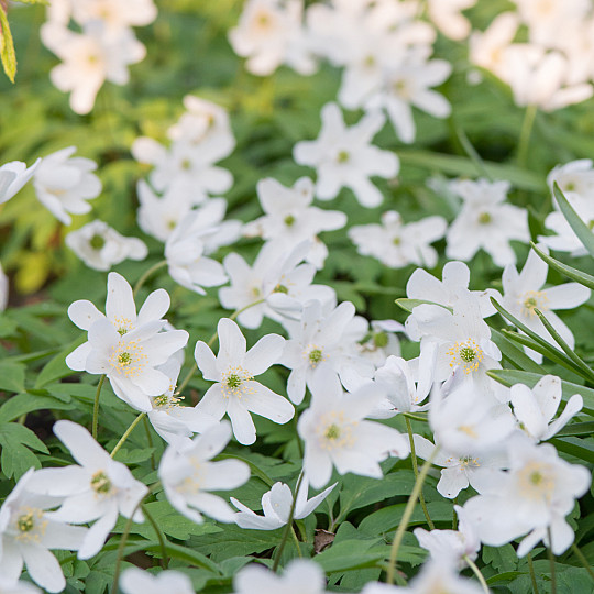 Nemorosa