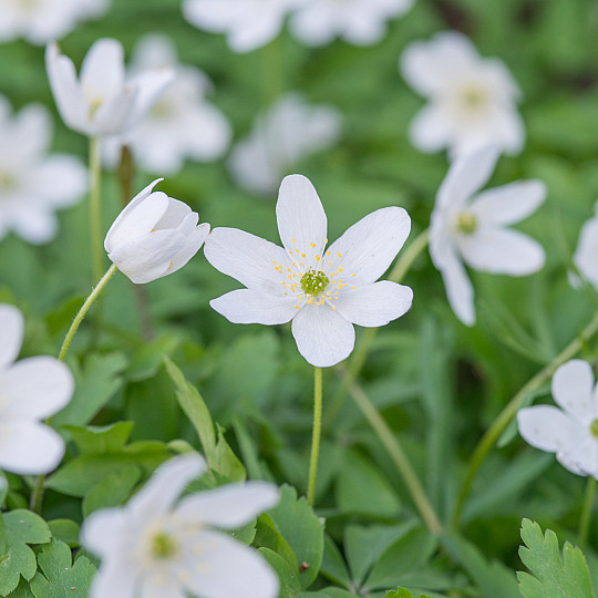 Nemorosa
