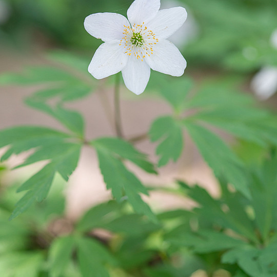 Nemorosa