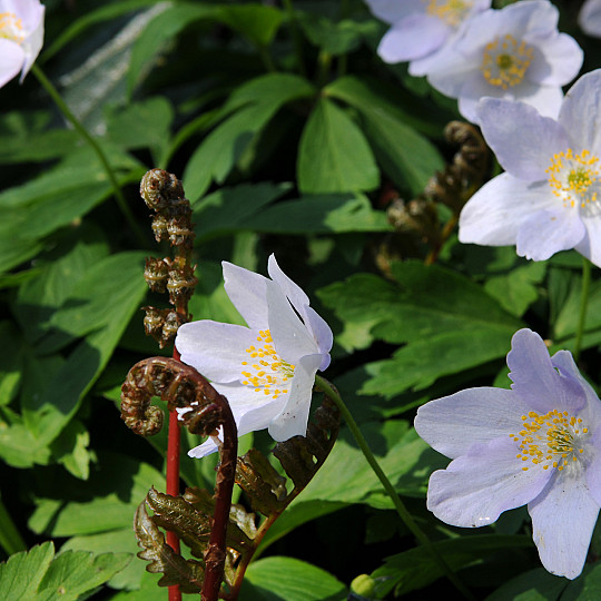 Nemorosa