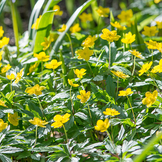 Ranunculoides