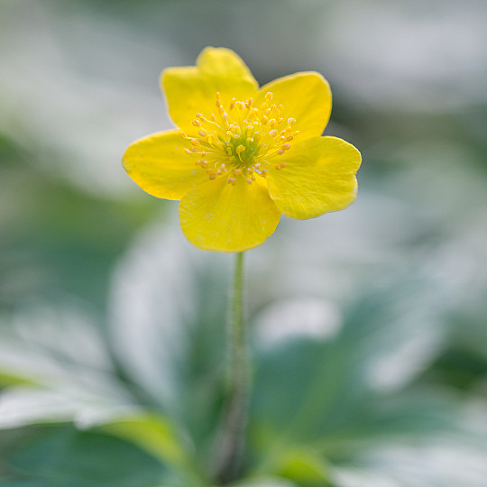 Ranunculoides