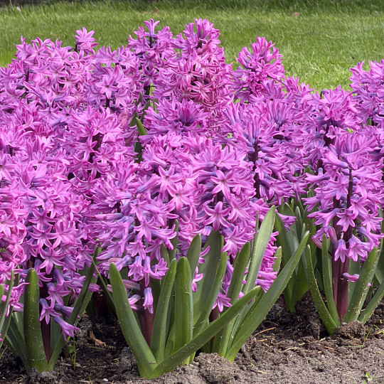 Richmond