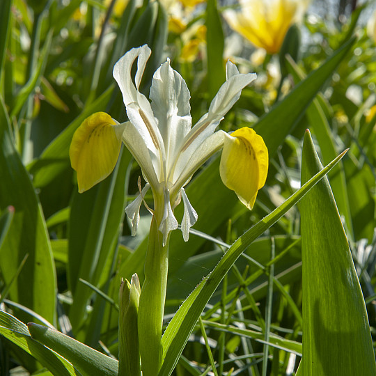 Bucharica
