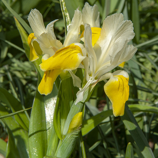 Bucharica
