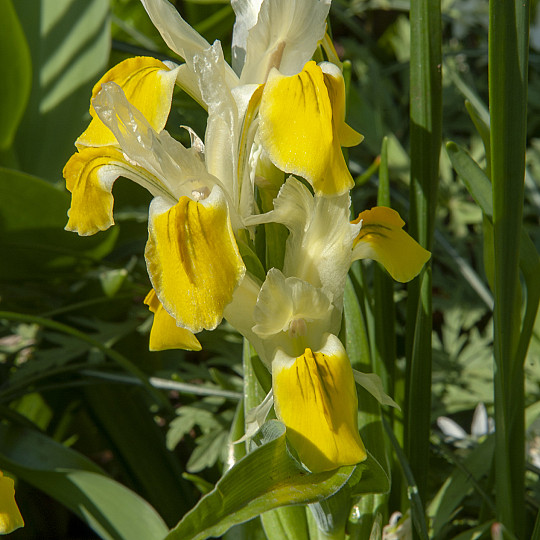 Bucharica