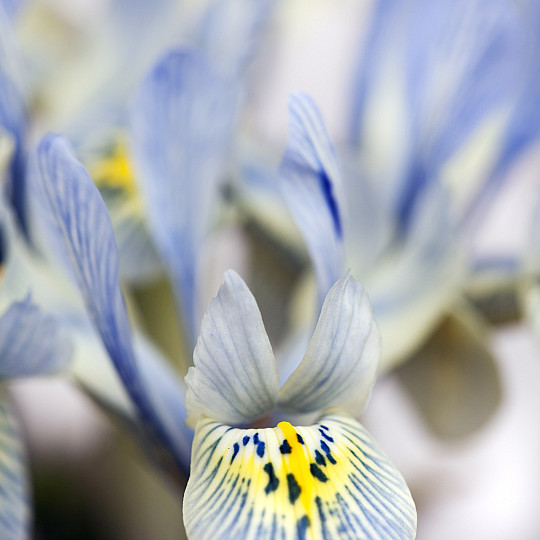 Katharine Hodgkin